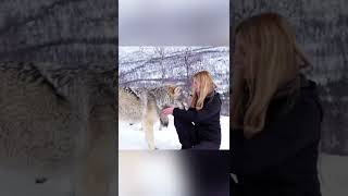 Huge Wolf Falls in Love With Girl [upl. by Fleck129]