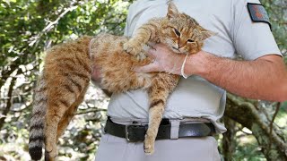 Mysterious Corsican catfox revealed as unique species [upl. by Ungley]