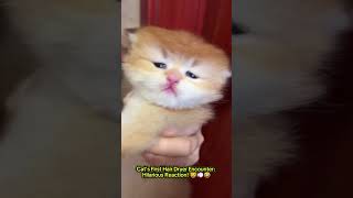 Cats First Hair Dryer Encounter Hilarious Reaction [upl. by Attenhoj]