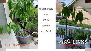 Guide to White Champaca or Michelia Alba白兰花 [upl. by Enisaj]