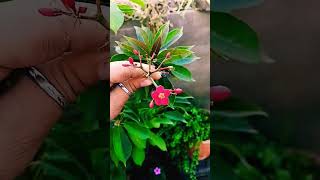 My garden seeds preparation easygardening beautyandgardening garderningtips nature [upl. by Flint]