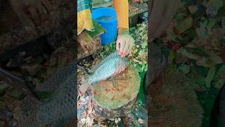 Large Giant Size Tilapia Fish Cutting Skills In Fish Market😱😳  shorts fishcuttingvideos [upl. by Gabler]