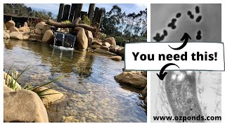 Beneficial bacteria for ponds Do you need it [upl. by Adnorat]