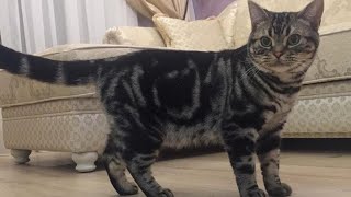 American Shorthair Cats  Cute and Funny American Shorthair Kittens [upl. by Tavish]