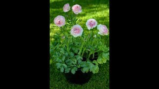 Pot Sizes Growing Anemones and Ranunculus in containers [upl. by Neelac]