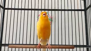 Canary live singing song training canaries bird  canary winged parakeet sounds [upl. by Wilt861]