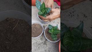 Sensevieria plant propagation garden shorts Binarofficial [upl. by Akinar409]