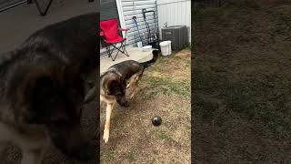 Charlie plays fetch shorts germanshepherdpuppy viraldogsvideos cutedogs 1kviews subscribe [upl. by Oninrutas]