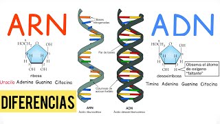 ADN y ARN DIFERENCIAS BiologíayEcología [upl. by Meluhs]