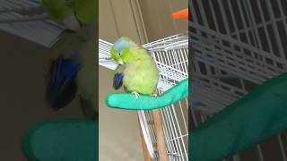 Parrotlet preening its feathers🦜parrotlet birds [upl. by Eberta]