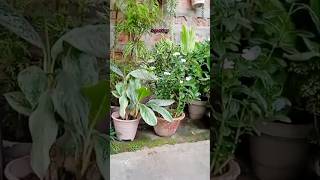 youtubeshorts mingaraliaplant mingaralia shortvideo [upl. by Gwyneth753]