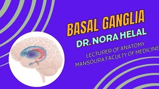 Anatomy of Basal Ganglia [upl. by Clementi]