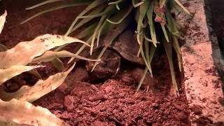 Common Musk Turtle lay eggs [upl. by Eilram]