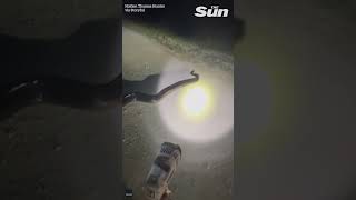 MASSIVE record breaking Burmese Python caught in Florida shorts 🐍 [upl. by Hausmann955]