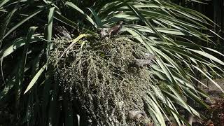 Starlings eating cabbage palm fruit [upl. by Hebel]