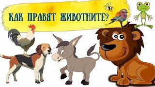 КАК ПРАВЯТ ЖИВОТНИТЕ  ЗА НАЙМАЛКИТЕ [upl. by Dine]