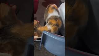 Pakalat kalat na pusa pusa meow cat [upl. by Smukler]