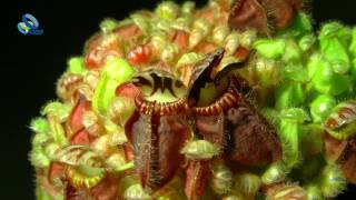 The Carnivorous plant Cephalotus follicularis [upl. by Erastus971]