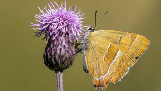 Brown Hairstreak at Otmoor [upl. by Ruyam]