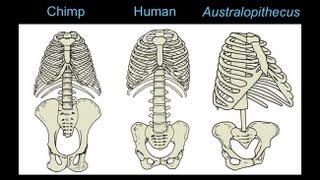 CARTA The Upright Ape Bipedalism and Human Origins Footprints Body Form and Locomotion [upl. by Airehc]