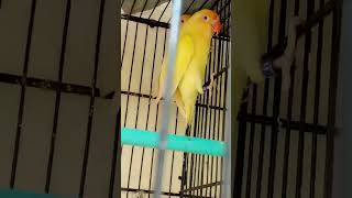 Love birds spliteno albino parbluelovebird parblueopaline parrots parrotlover lovebirds pet [upl. by Naggem]