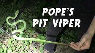 Pope’s Pit Viper Trimeresurus popeiorum  Herping Thailand [upl. by Eitsrik690]