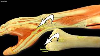 Compartments of the forearm extensor retinaculum [upl. by Coray]