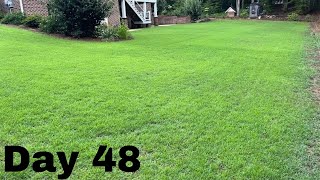 Seed Renovation Update  Seeded Zenith Zoysia  48 Day Update [upl. by Esilehc]