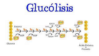 💥 Glucólisis 💥 Para principiantes  Generalidades Fácil y Rápido  BIOLOGÍA  QUÍMICA [upl. by Tuesday]