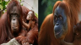 Bornean Orangutan amp Sumatran Orangutan  The Differences [upl. by Saffian18]