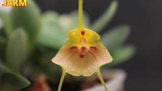 Cómo cultivar masdevallia pteroglossa [upl. by Dionisio]