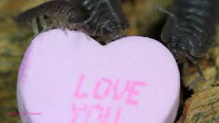 Isopods Eat Valentines Day Conversation Hearts [upl. by Avir]