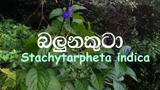 Balu nakuta  Stachytarpheta indica  Stachytarpheta jamaicensis [upl. by Gasper959]