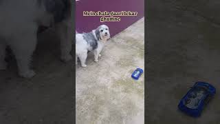 Mummy piche beith jaoo dog viralshort viralvideo trending ytshorts youtubeshorts love pets [upl. by Fe523]