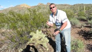 PHOENIX Most Dangerous Cactus in Arizona Desert Jumping Cholla Cactus  The Extreme case [upl. by Treve622]