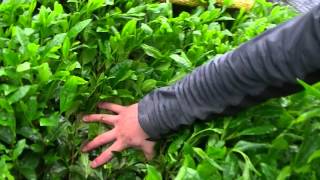 Sakamoto Organic Gyokuro green tea at Kagoshima Japan New Harvest 2016 [upl. by Avruch]