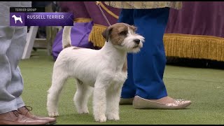 Russell Terriers  Breed Judging 2023 [upl. by Jammin256]