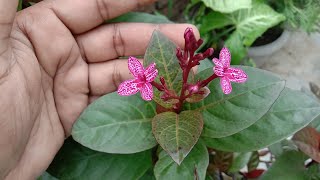 How to grow and care Eranthemum flower plant with cutting [upl. by Retrac]