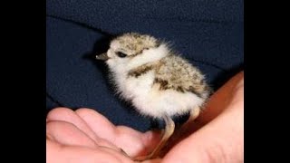 Rescuing ‘Baby Plover’ Australian Native Bird [upl. by Acnaib818]