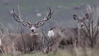 Giant Mule Deer Bucks on Antelope Island Utah [upl. by Linnie]