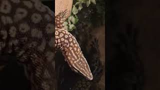 Spiny Tailed Monitor Komodo Dragons cousin [upl. by Ephrayim]