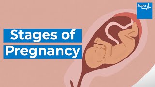 How your baby develops  Stages of pregnancy  Bupa Health [upl. by Maure]