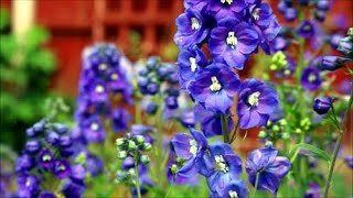 How to Grow Delphinium or Larkspur from Seed [upl. by Ahtera947]