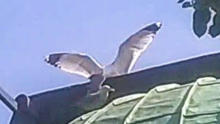 Seagull forcefully grabs and pulls anothers wing [upl. by Nebeur811]