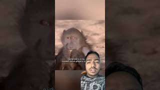 Pani pine ka sandar tarika 😳😳shorts viral baboon monkey [upl. by Lazarus962]