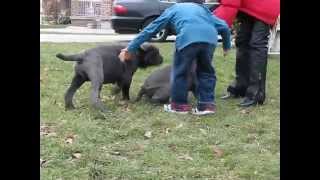 TDYChang Neapolitan Mastiffs Super Puppies [upl. by Ykroc]