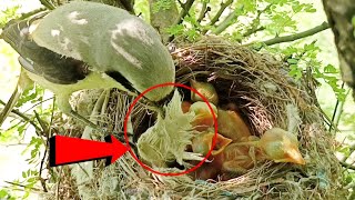 Long tailed bird what is it carrying Birdsbabies7786 [upl. by Merete]