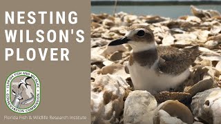 Nesting Wilsons Plover [upl. by Dierdre]