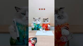 Cats vs pen cat whatshouldpuffdo diy purrfectlyadorable toys animals purrfectlyfunny purrfec [upl. by Eleira]