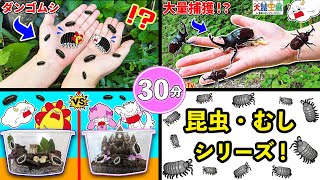 【昆虫シリーズ】ダンゴムシやカブトムシの虫とりをイッキ見♪こんちゅうになってムシの世界を大冒険！ヘラクレスオオカブトの幼虫やレアな虫を大量捕獲！生き物・子供向け知育教育★サンサンキッズTV★ [upl. by Llezo136]